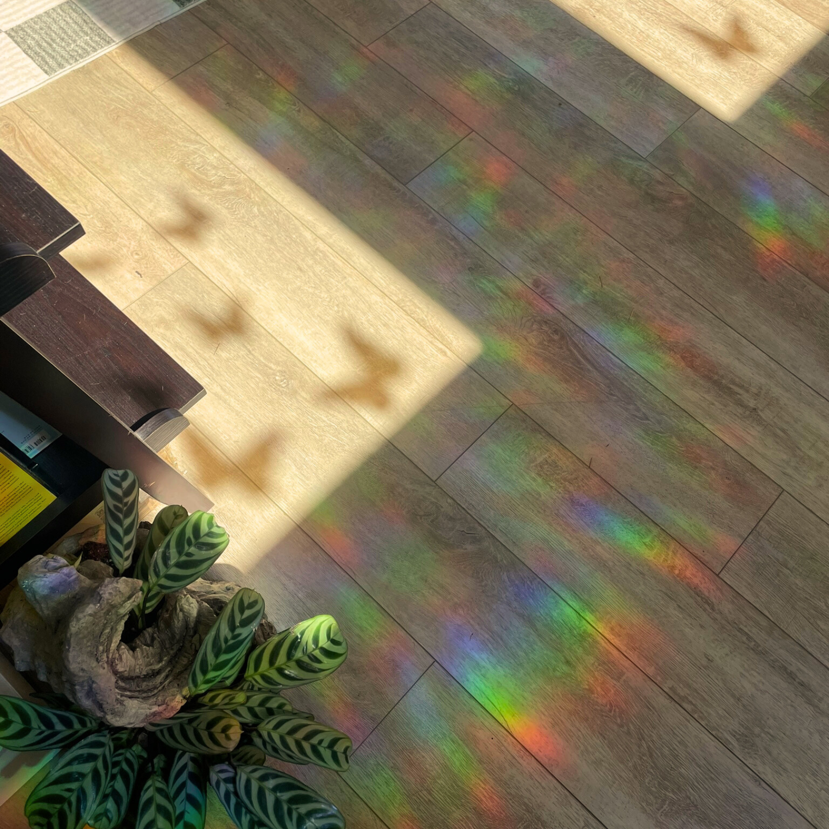 Suncatchers