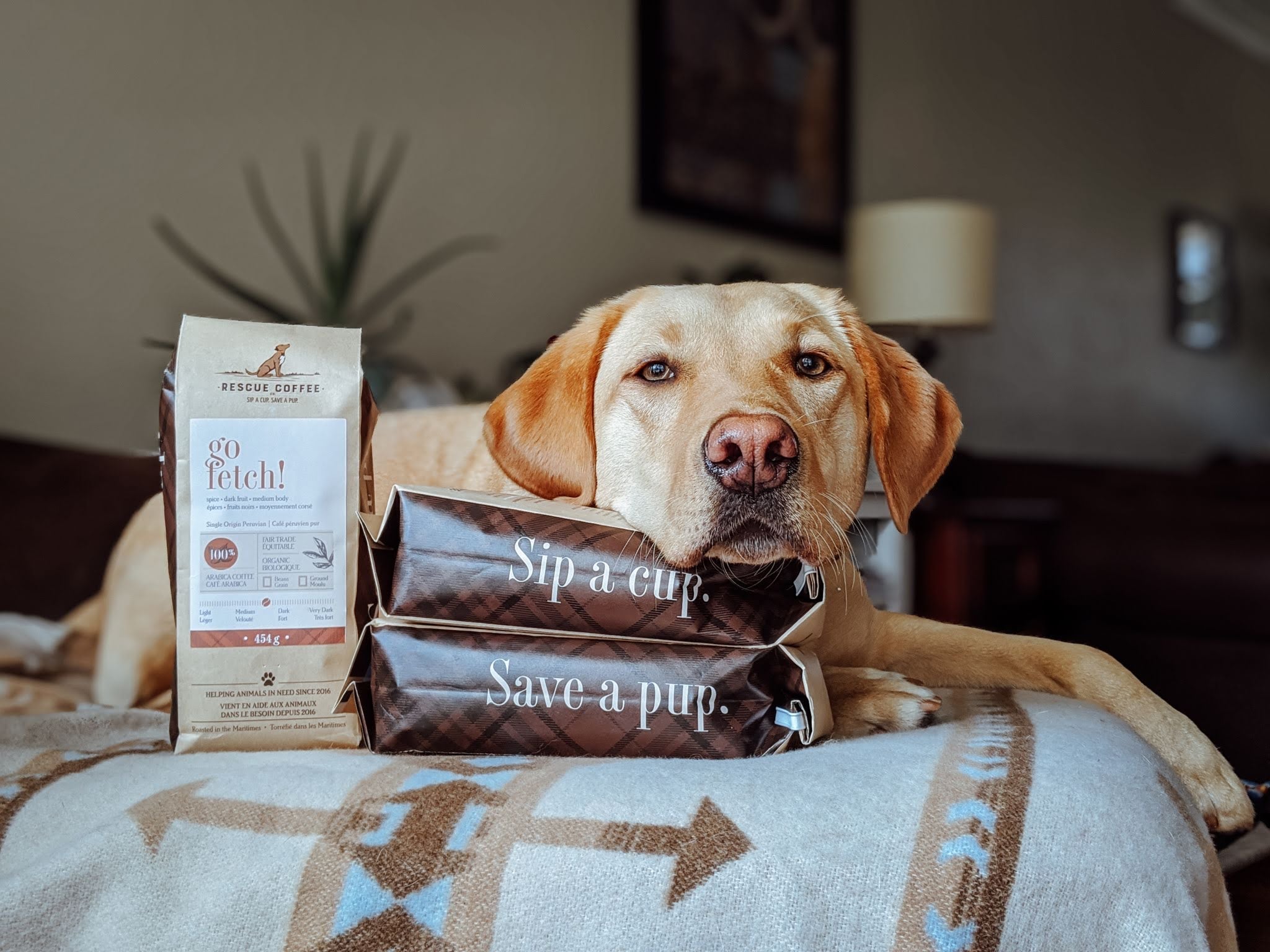 Go Fetch! | Medium-Dark Roast | 1lb Bag | Organic Coffee